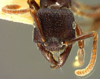 Media type: image; Entomology 29869   Aspect: head frontal view